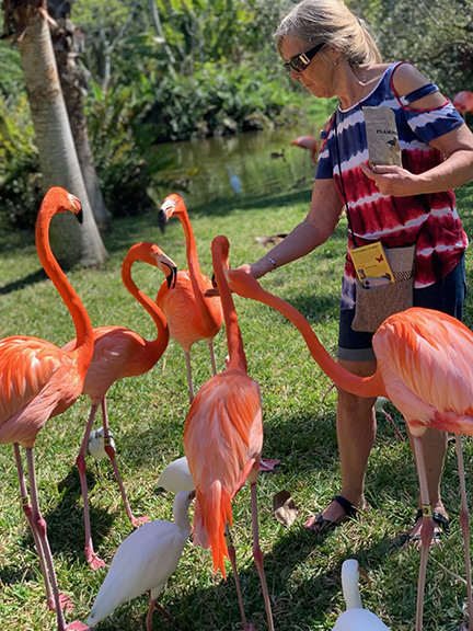 Pam feeding flamingoes.